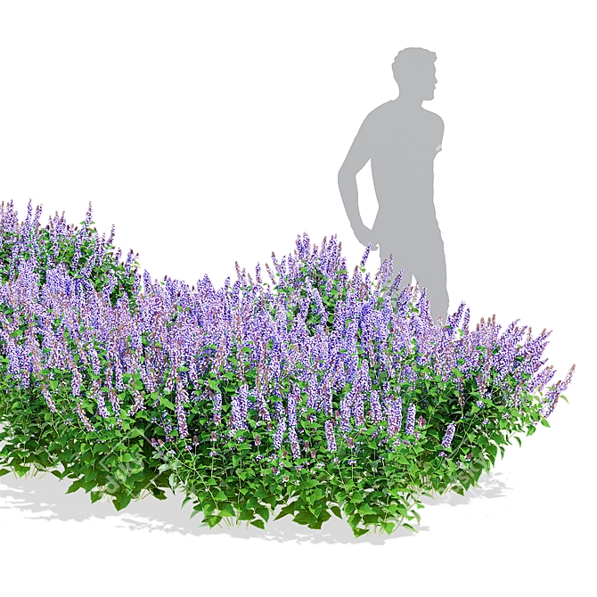 Hybrid Agastache Flower 3D Models 3D model image 3