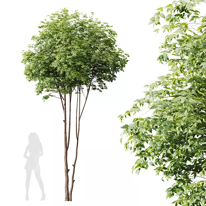 Title: Premium Ash Tree Models 3D model image 1