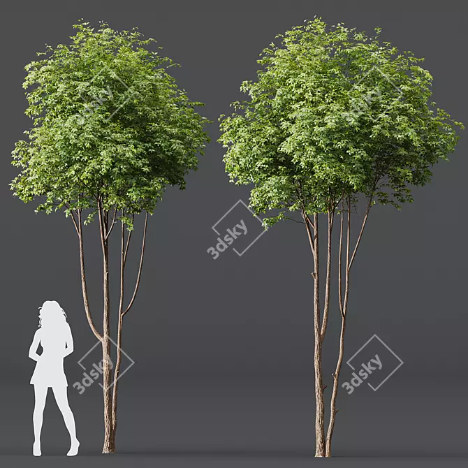 Title: Premium Ash Tree Models 3D model image 2