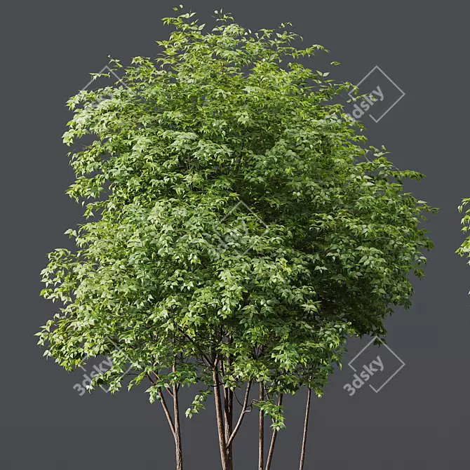 Title: Premium Ash Tree Models 3D model image 3