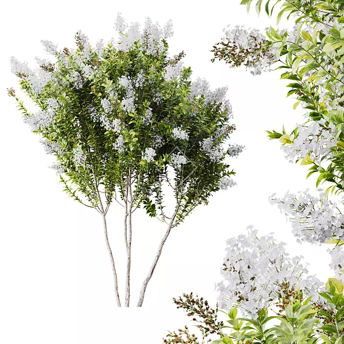 Crape Myrtle White Flower Plant 3D model image 1