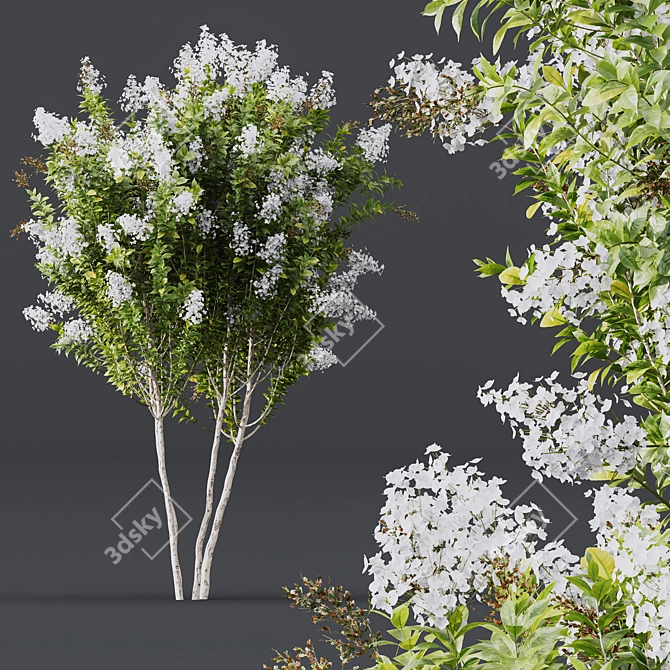 Crape Myrtle White Flower Plant 3D model image 2