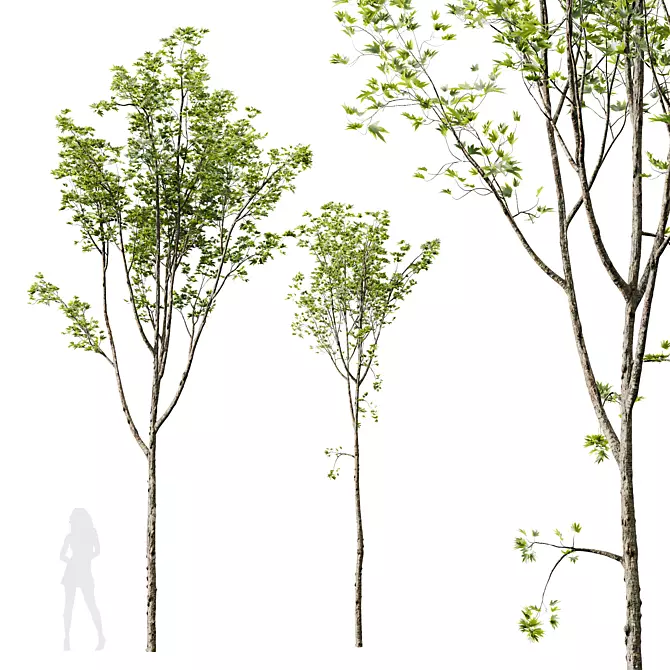 Diverse HQ Acer Plant Models 3D model image 1