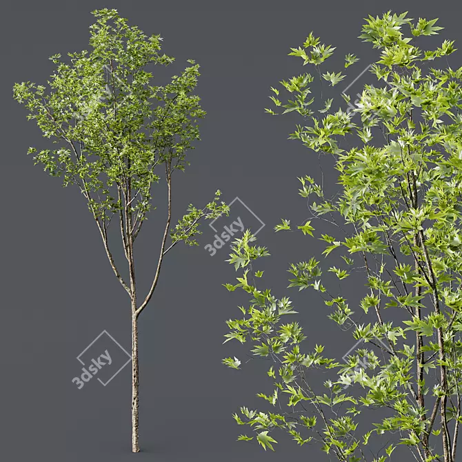 Diverse HQ Acer Plant Models 3D model image 3