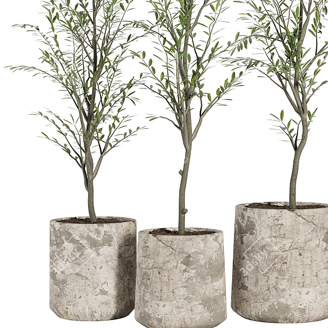 Vintage Olive Indoor Plant Set 3D model image 1