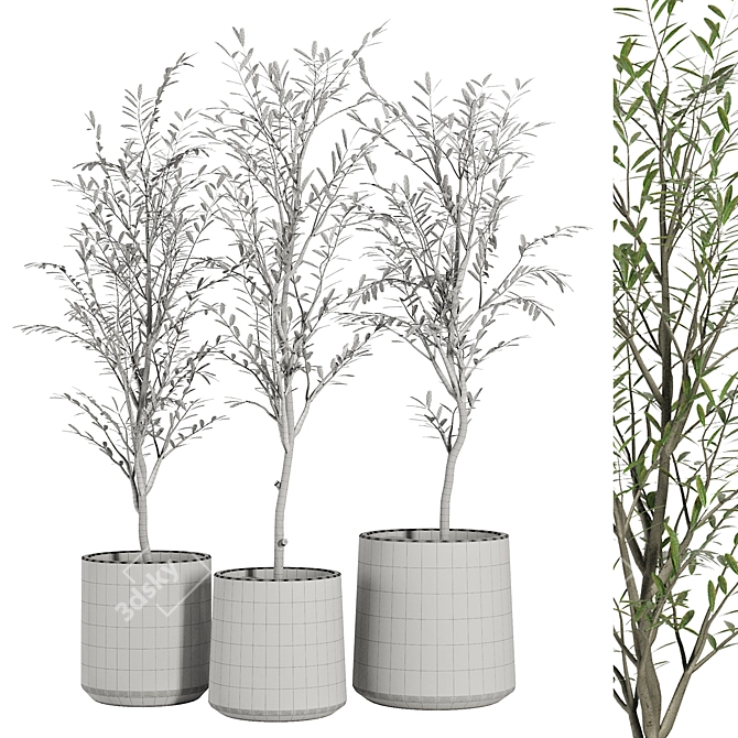 Vintage Olive Indoor Plant Set 3D model image 4