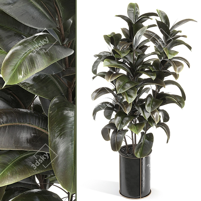 Rejuvenate Your Space with Rubber Tree 019 3D model image 1