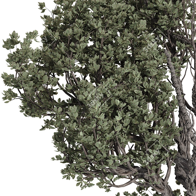 Olive Bonsai Tree Pottery Decor 3D model image 6