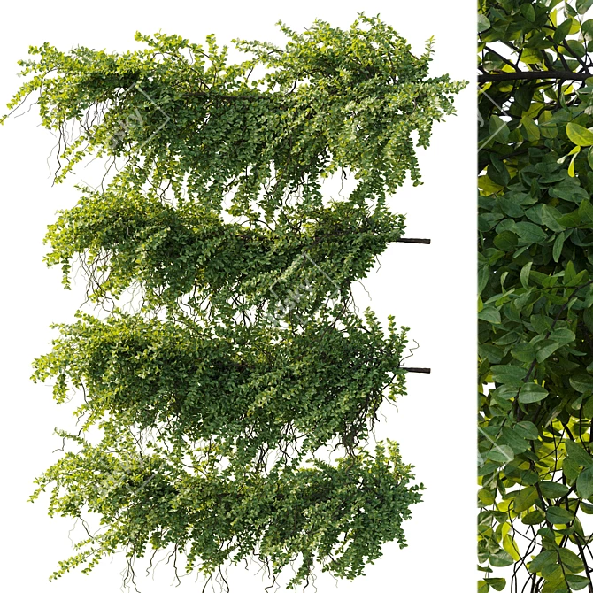 Ivy Hanging Plants Garden Set 3D model image 1