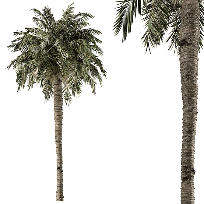 Royal Palm Trio Set 221 3D model image 1