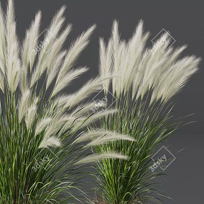 Mexican Feathergrass 3D Plant Models 3D model image 2