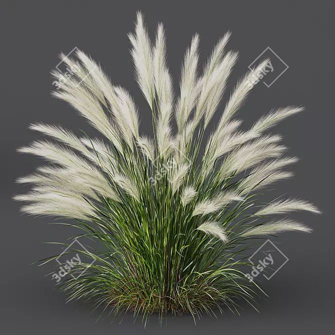 Mexican Feathergrass 3D Plant Models 3D model image 3