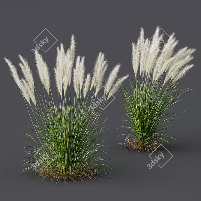 Mexican Feathergrass 3D Plant Models 3D model image 4