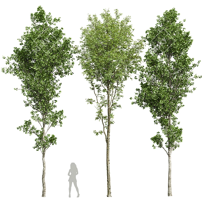 Alnus Glutinosa 3D Models Collection 3D model image 1