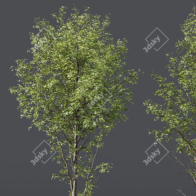 Alnus Glutinosa 3D Models Collection 3D model image 3