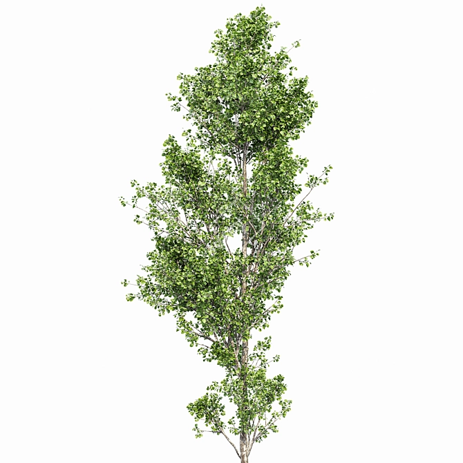 Alnus Glutinosa 3D Models Collection 3D model image 6