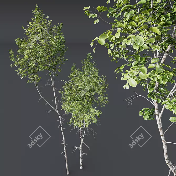 Silver Birch HQ 3D Models 3D model image 2