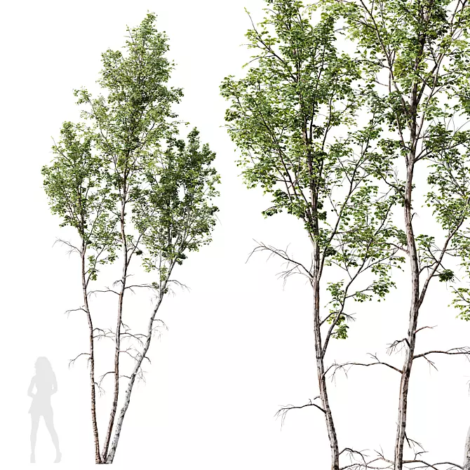 Pendula Birch 3D Tree Model 3D model image 1