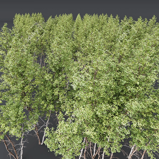 Pendula Birch 3D Tree Model 3D model image 3