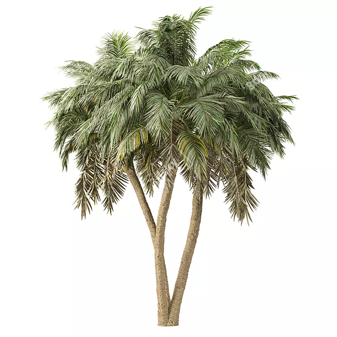 Tropical Palm Tree 3D Model 3D model image 3