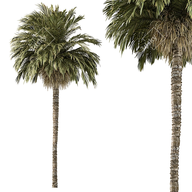 220 Date Palm Tree Set 3D model image 1