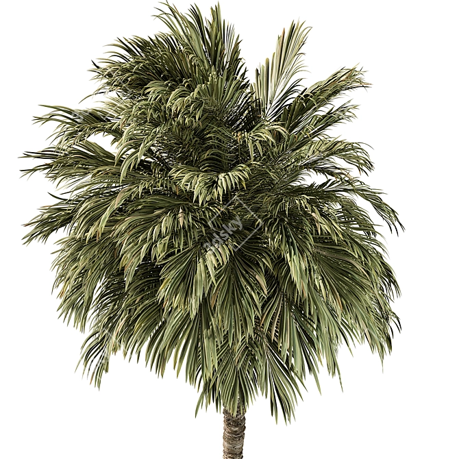 220 Date Palm Tree Set 3D model image 2