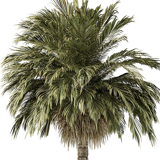 220 Date Palm Tree Set 3D model image 3