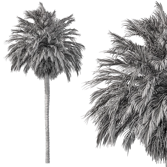 220 Date Palm Tree Set 3D model image 4