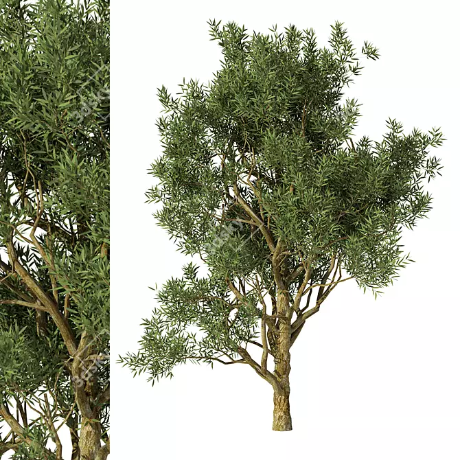 Exotic Acacia Tree Model 3 3D model image 1