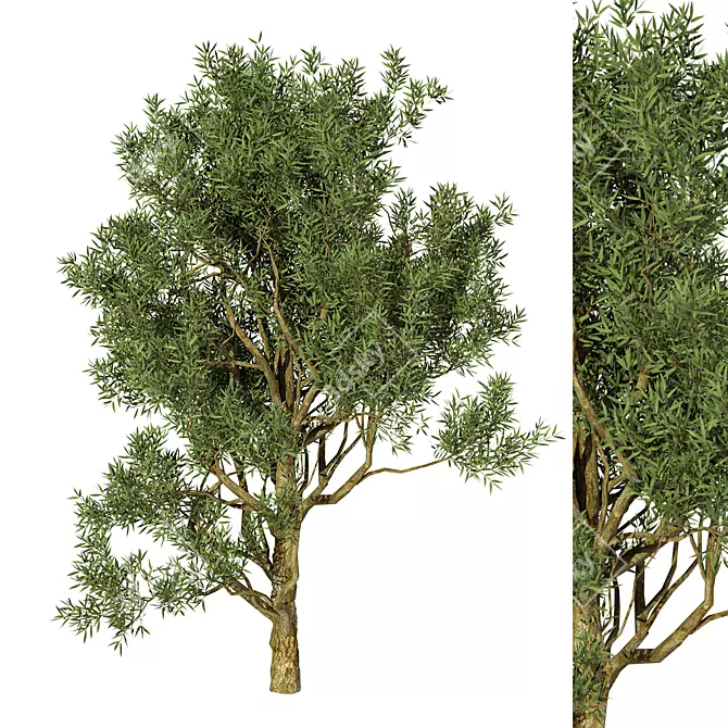 Exotic Acacia Tree Model 3 3D model image 3