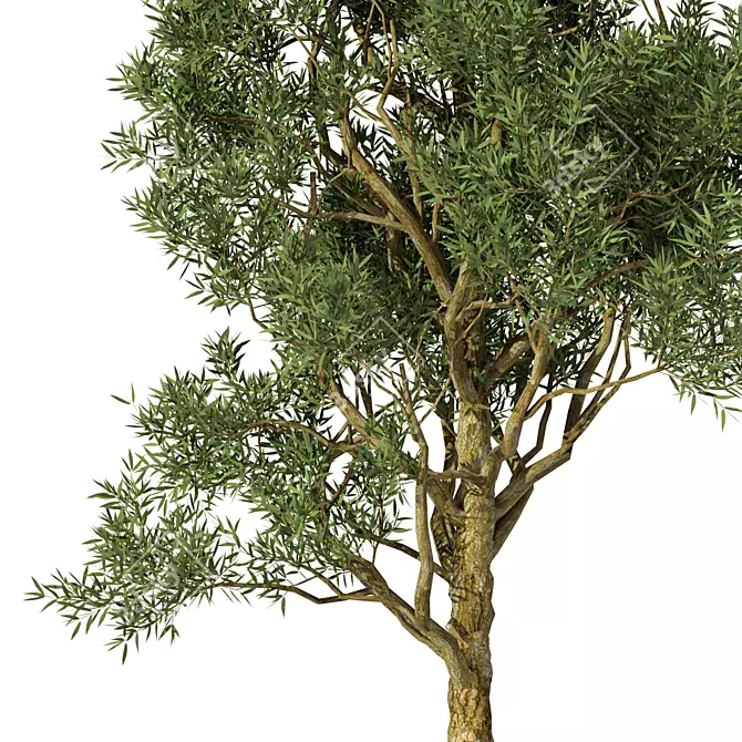 Exotic Acacia Tree Model 3 3D model image 4