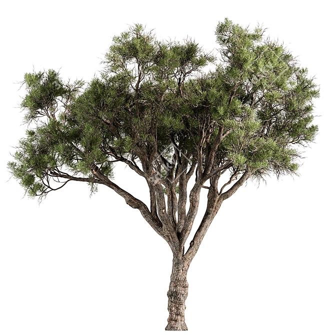  Stone Pine Tree Set 188 3D model image 1