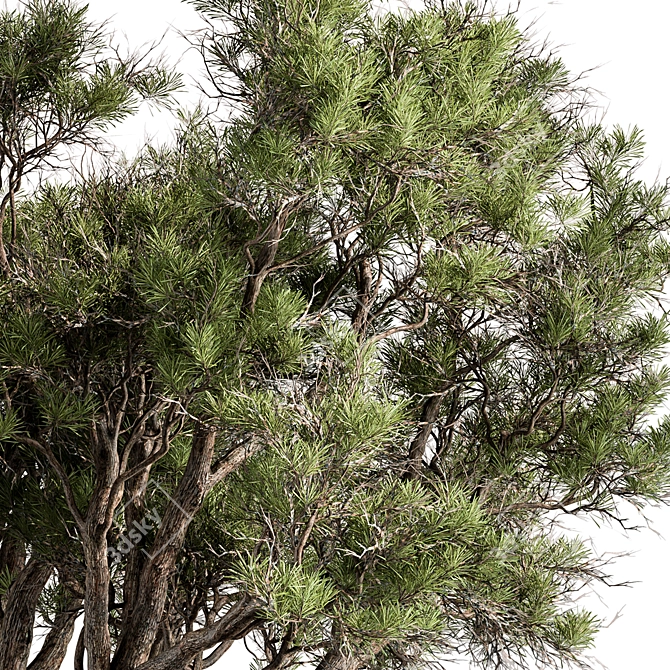  Stone Pine Tree Set 188 3D model image 2