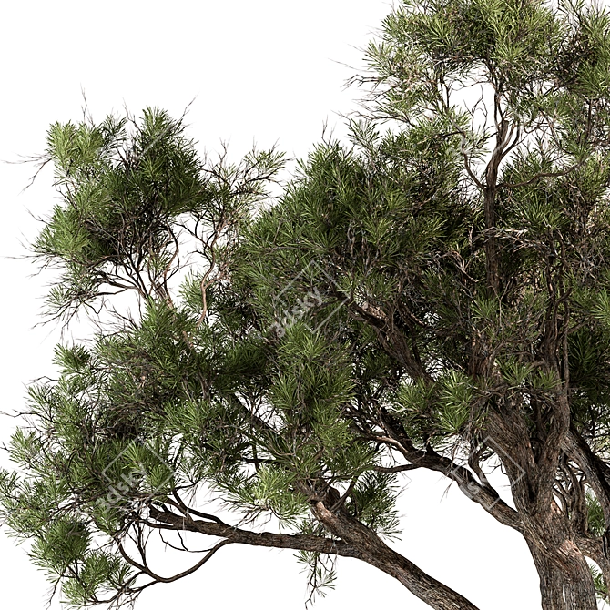  Stone Pine Tree Set 188 3D model image 3