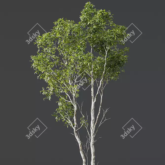 Premium Castanea Sativa 3D Models 3D model image 2