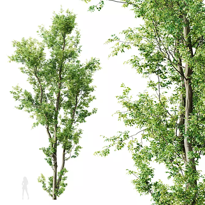 Title: European Nettle Tree 3D Model 3D model image 1