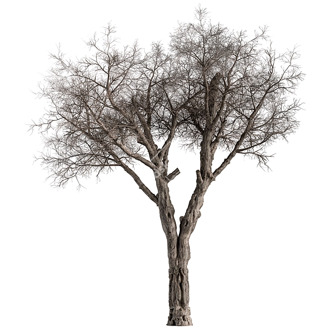 Dried Baobab Tree Set 215 3D model image 2