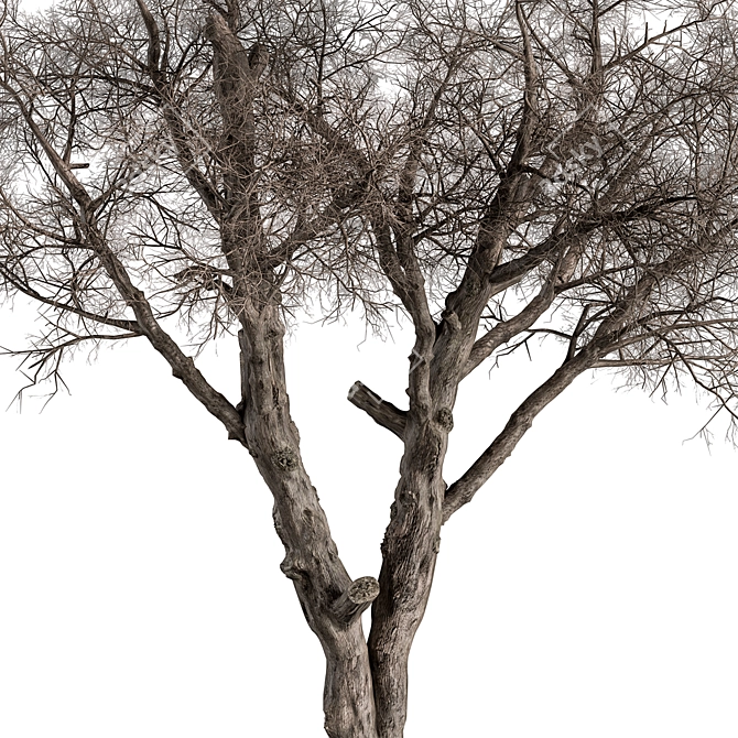 Dried Baobab Tree Set 215 3D model image 3