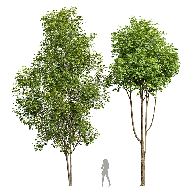  Dual Tree 3D Models Bundle 3D model image 1