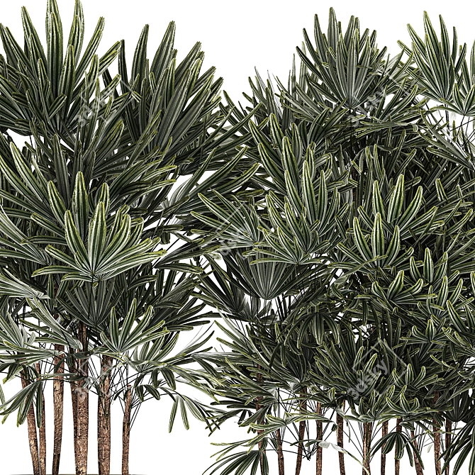 Modern White Plant Collection with Rhapis Palm 3D model image 5