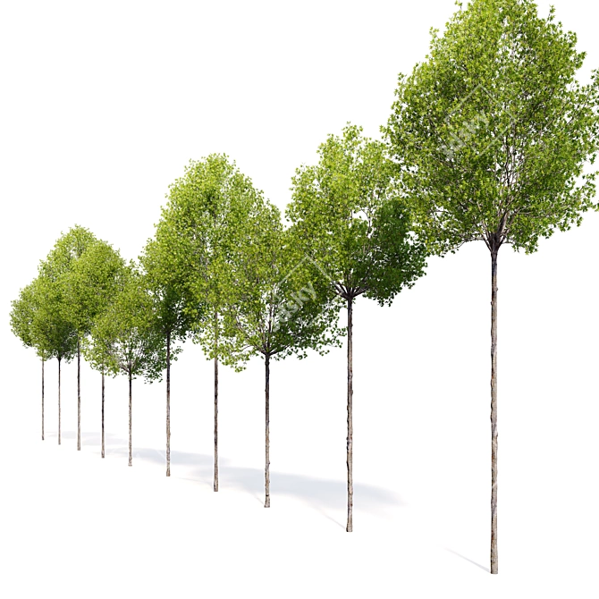 Variety of Sweetgum Trees 3D model image 3