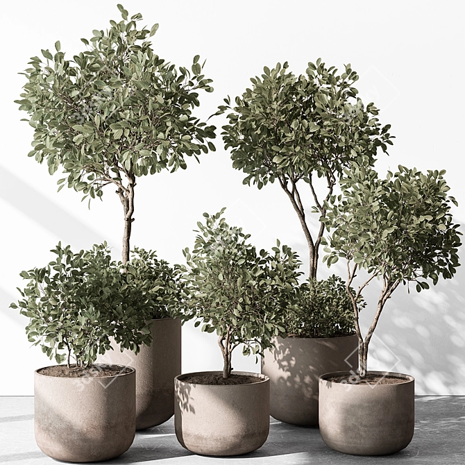  European Olive Indoor Plant 3D model image 1