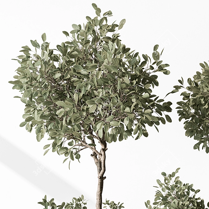  European Olive Indoor Plant 3D model image 6