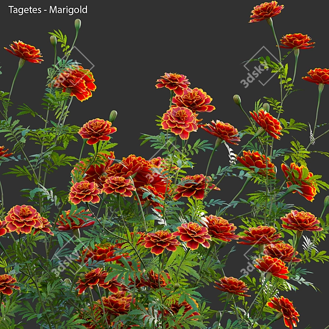 3D Marigold Plant Models - PBR Ready 3D model image 2