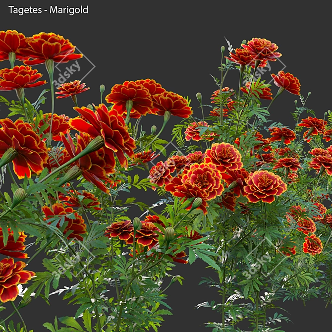 3D Marigold Plant Models - PBR Ready 3D model image 3