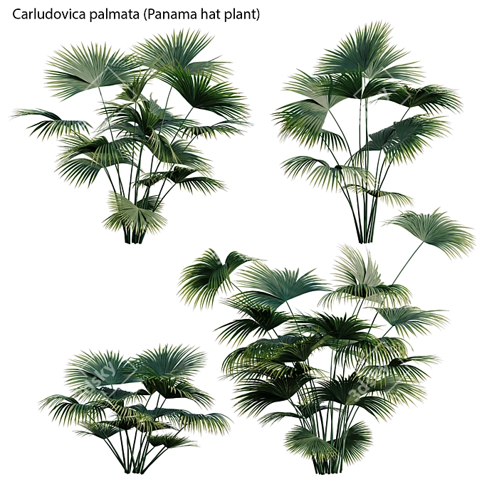 Complete 3D Plant Models Collection 3D model image 2