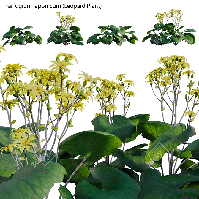 Variegated 3D Plant Models Pack 3D model image 1