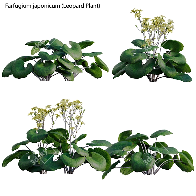 Variegated 3D Plant Models Pack 3D model image 2