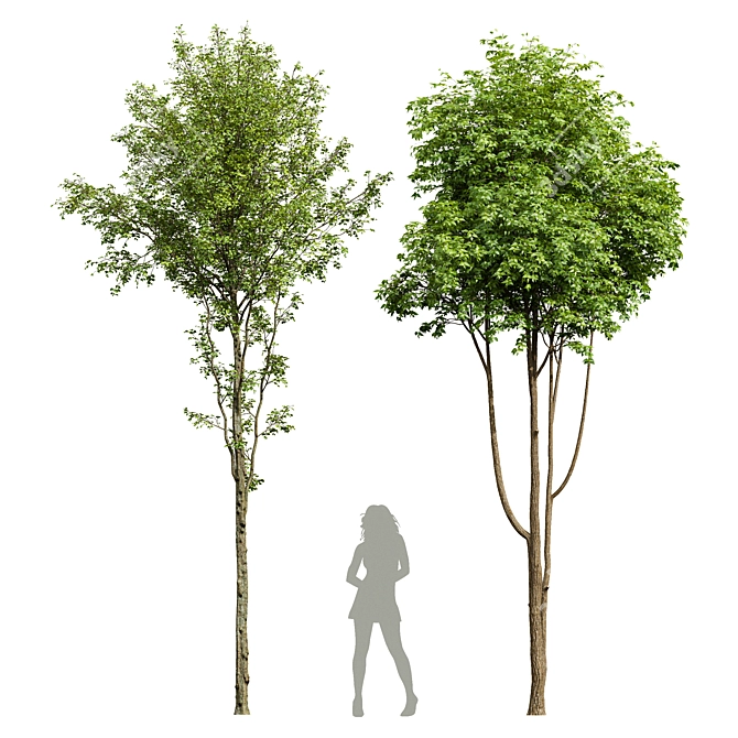 Dual 3D Tree Models Set 3D model image 1