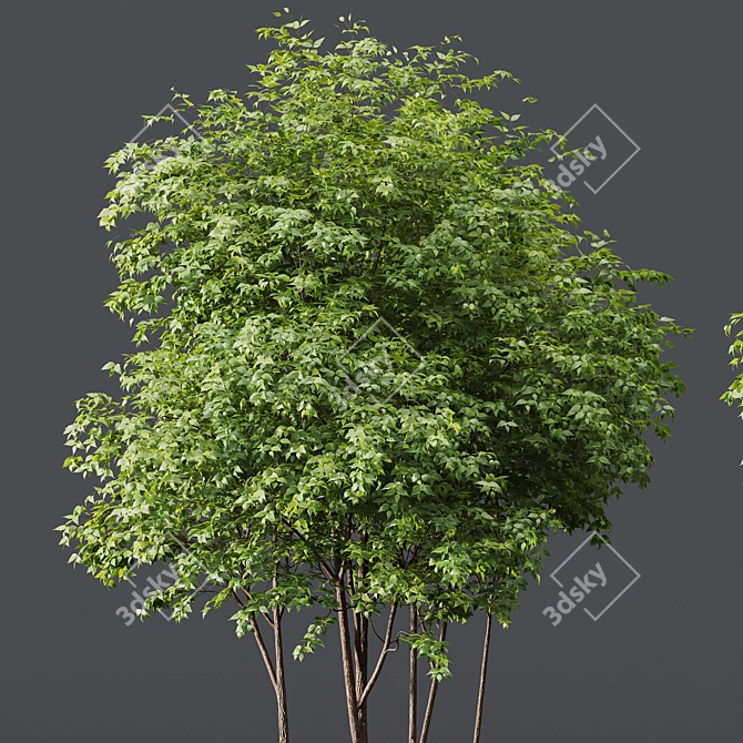 Dual 3D Tree Models Set 3D model image 3